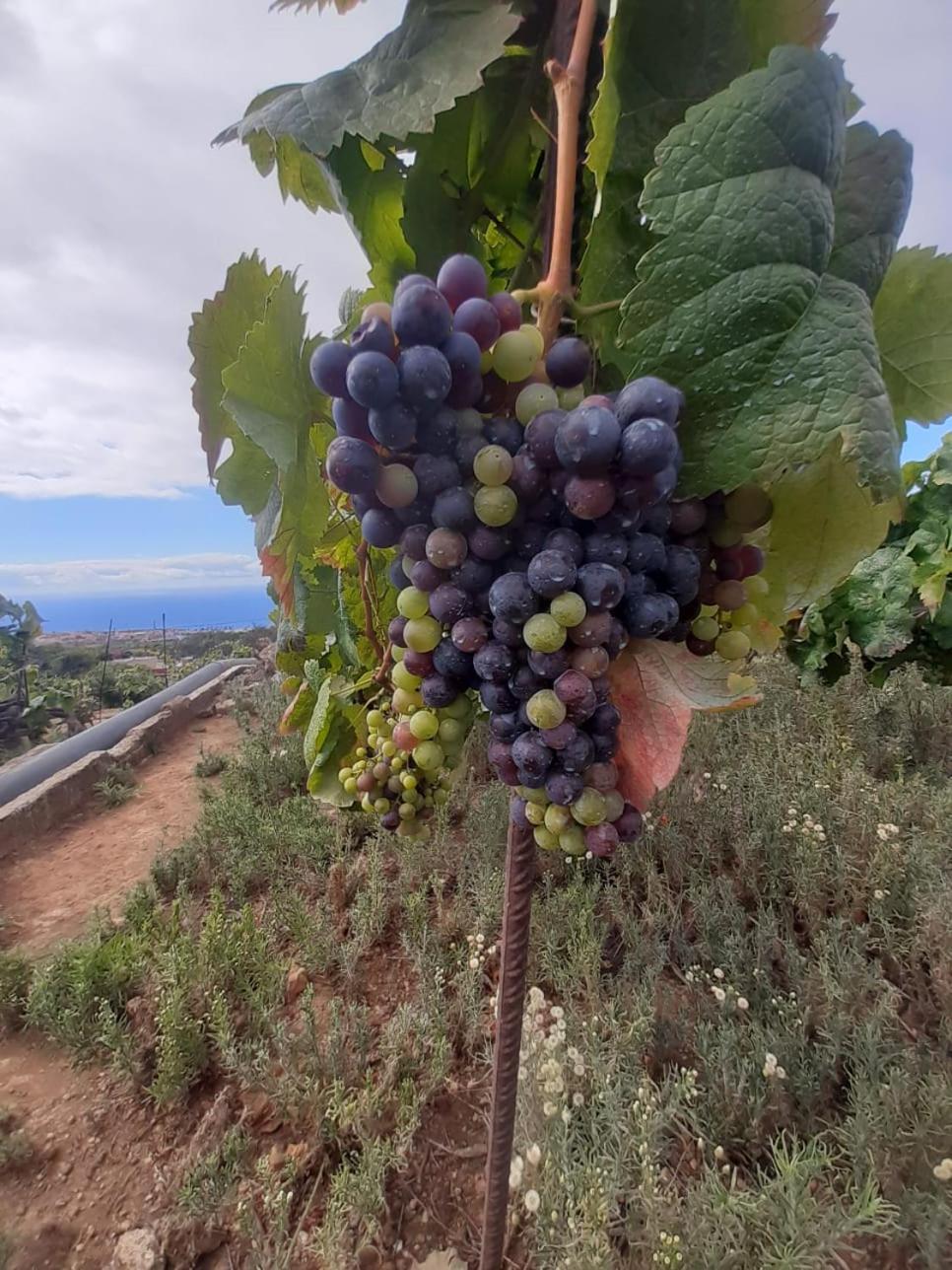 Finca De Luna La Orotava Exteriér fotografie