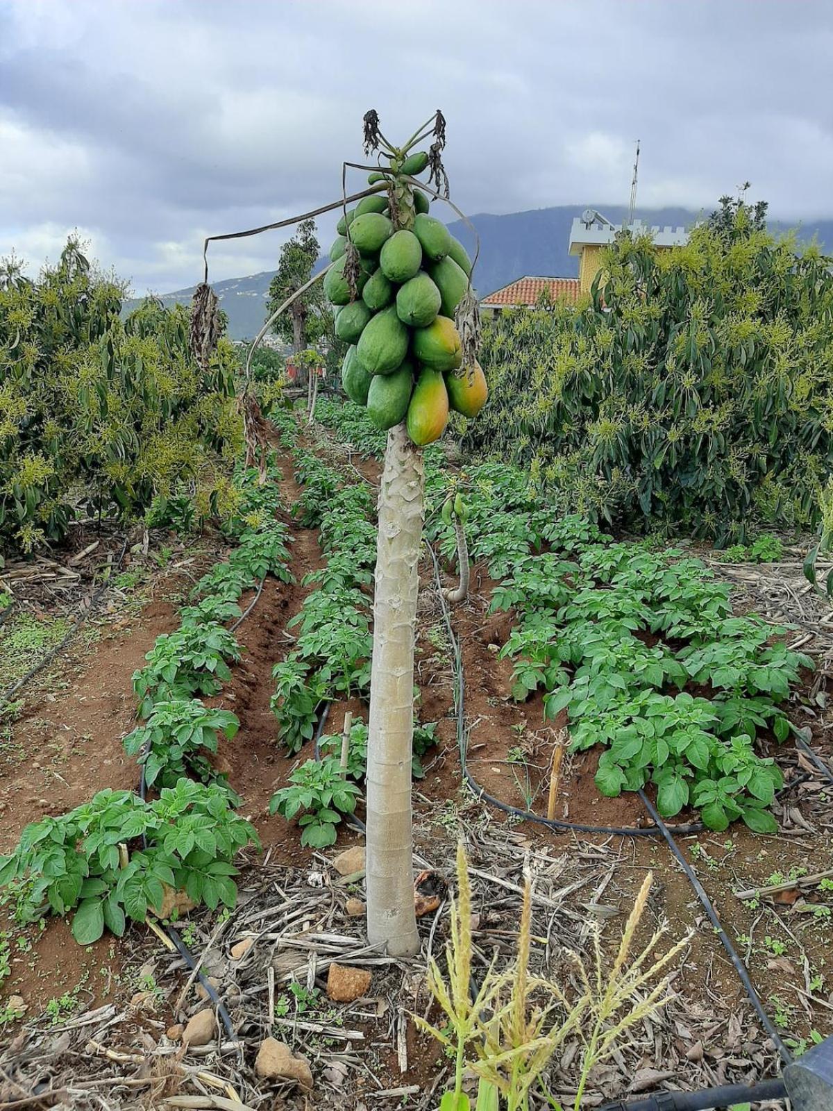 Finca De Luna La Orotava Exteriér fotografie